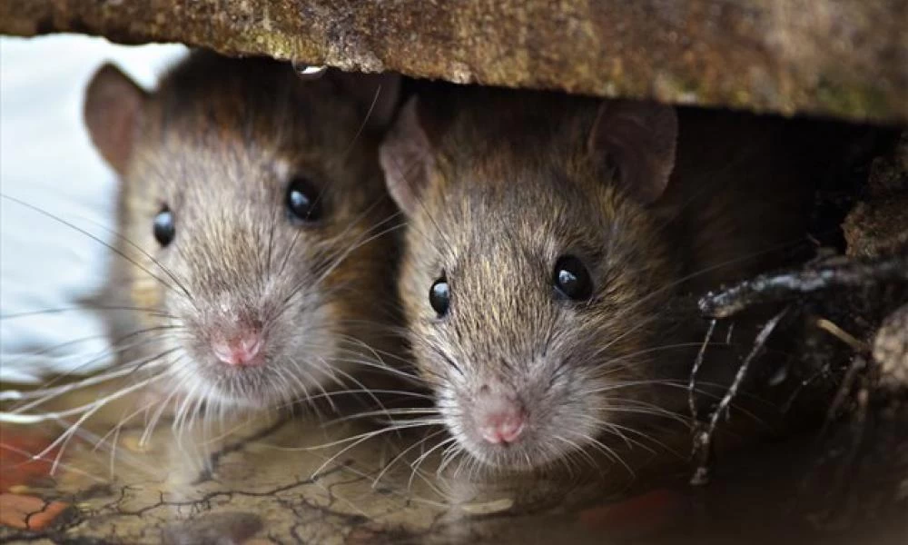 Σοκ από εκρηκτική επιδρομή αρουραίων στο Λονδίνο